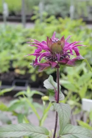 Monarda 'Westacre Purple'
