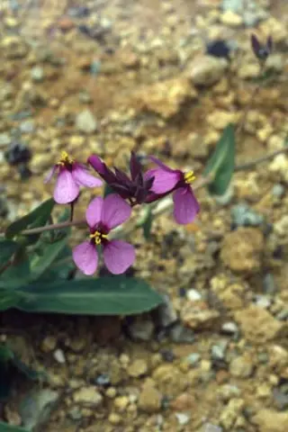 Moricandia arvensis B&F Ma-19