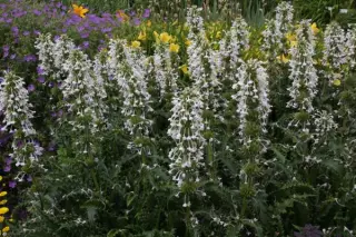 Morina longifolia