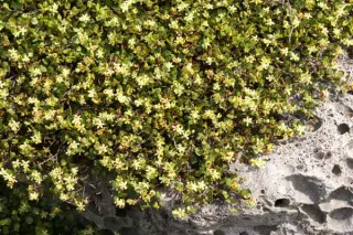Muehlenbeckia axillaris