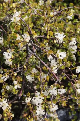Muehlenbeckia axillaris