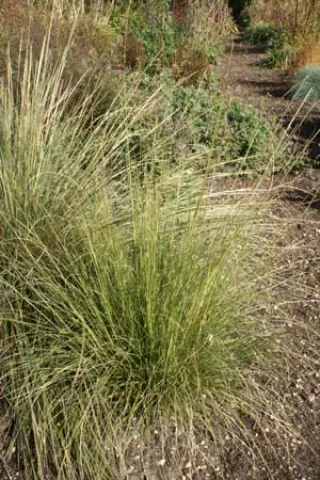 Muhlenbergia rigens