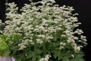 Mukdenia 'Karasuba'