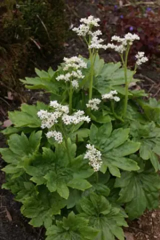 Mukdenia rossii