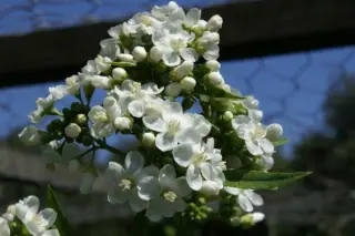Napaea dioica