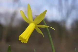Narcissus 'Mite'