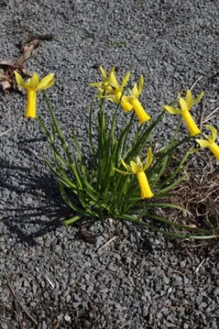 Narcissus 'Mite'
