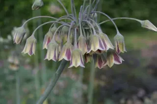 Nectaroscordum siculum