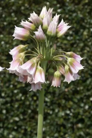 Nectaroscordum tripedale