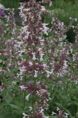 Nepeta 'Florina'