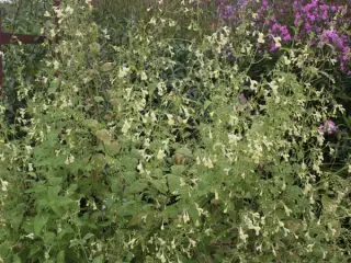 Nepeta govaniana