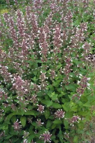 Nepeta grandiflora 'Dawn To Dusk'