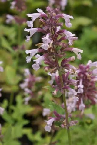 Nepeta grandiflora 'Dawn To Dusk'