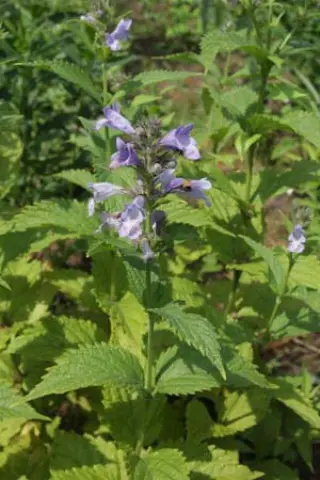 Nepeta kubanica 'Helderblauw'