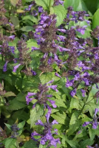 Nepeta kubanica 'Neptune'