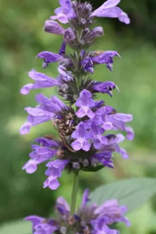 Nepeta kubanica (Nk 1301-04)