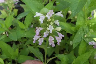 Nepeta kubanica (Nk 1301-70)