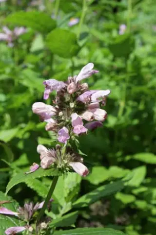 Nepeta kubanica 'Summer Wine' Zaailingen
