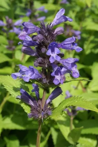 Nepeta kubanica type