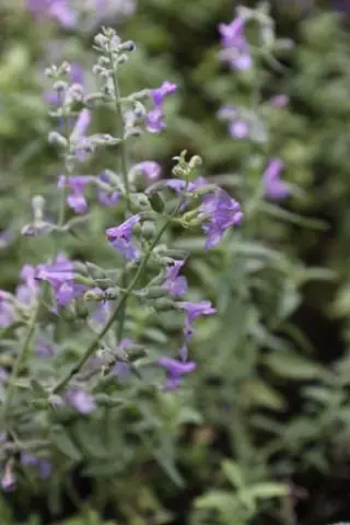 Nepeta nepetella subsp. amethystina