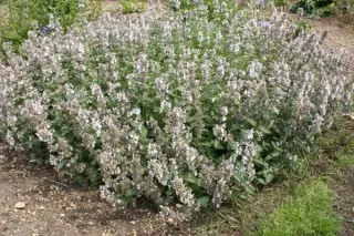 Nepeta nepetella 'Porzellan'