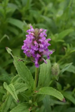 Nepeta nervosa 'Pink Cat'