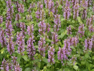 Nepeta nervosa 'Pink Cat'