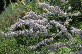 Nepeta nuda subsp. nuda (syn. pannonica)