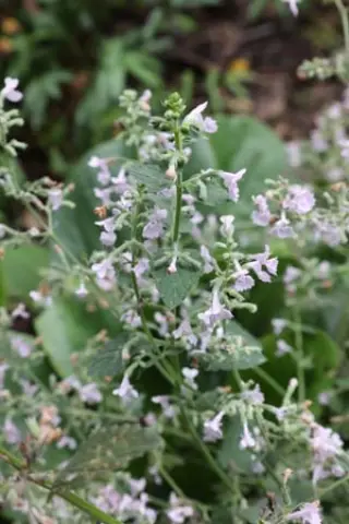 Nepeta racemosa 'Amelia'