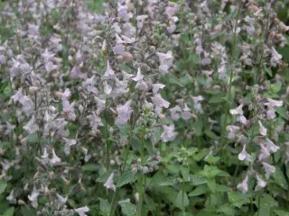 Nepeta racemosa 'Amelia'