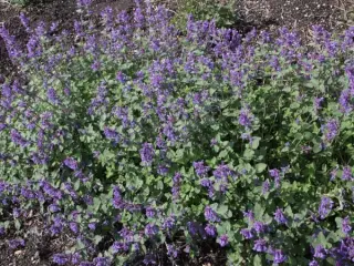 Nepeta racemosa 'Superba'