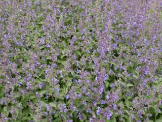 Nepeta racemosa 'Walkers Low'