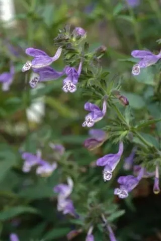 Nepeta stewartiana