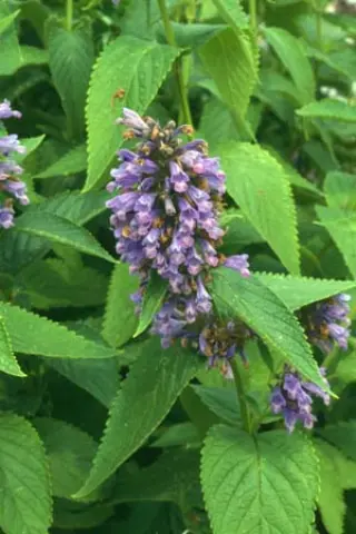 Nepeta subsessilis (Washfield)