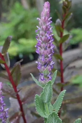 Nepeta tuberosa