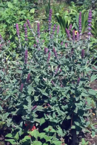 Nepeta tuberosa