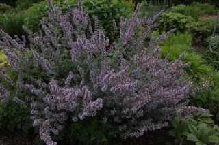 Nepeta 'Veluws Blauwtje' (Longipes)