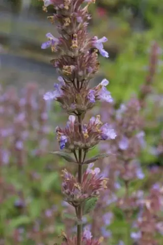 Nepeta 'Veluws Blauwtje' (Longipes)
