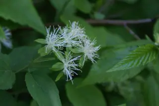 Neviusia alabamensis