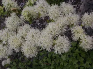 Neviusia alabamensis