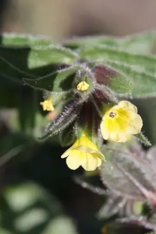 Nonea lutea