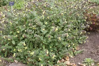 Nonea lutea