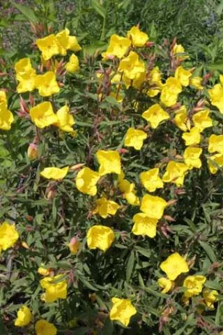 Oenothera fruticosa ssp. glauca 'Erica Robin'