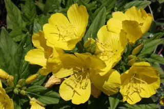 Oenothera fruticosa ssp. glauca 'Sonnenwende'