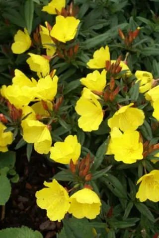 Oenothera fruticosa ssp. glauca 'Sonnenwende'