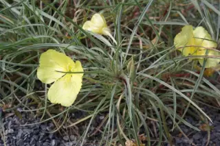 Oenothera macrocarpa ssp. fremontii 'Shimmer'