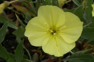 Oenothera macrocarpa 'Greencourt Lemon'