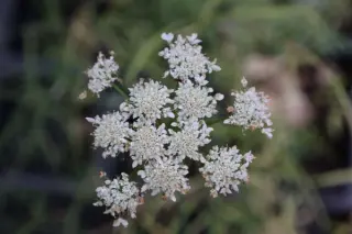 Oenanthe peucedanifolia