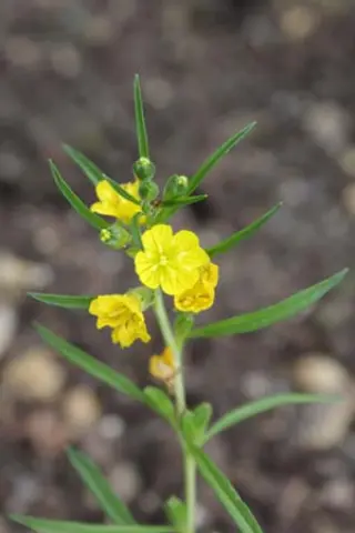 Oenothera rhombipetala