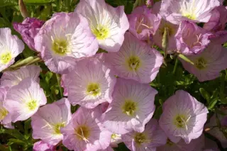 Oenothera speciosa 'Siskyou'